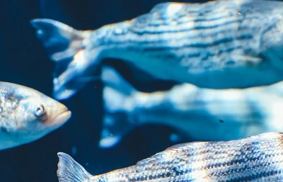 Bodianus